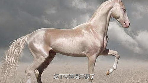 汗血宝马多少钱一匹,纯种汗血宝马多少钱一匹