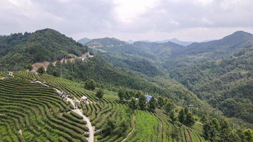 揭秘哀牢山居民们，全天候监控下的生态观察之旅