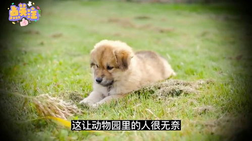 系统叫我做添狗（99集），探寻数字背后的故事与情感