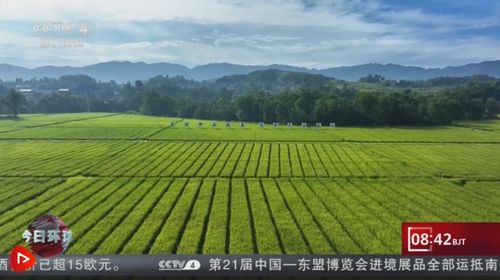 全国秋粮收获进入高峰期，丰收的喜悦与农业发展的思考