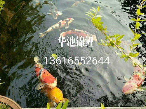 近四十斤锦鲤跃出鱼池，主人迅速行动挽救生命