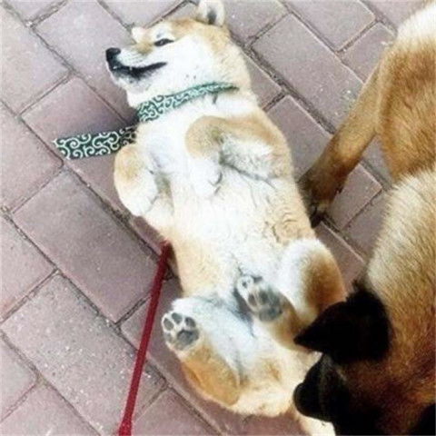 警惕！狗突然扑咬主人的危险行为及其背后原因