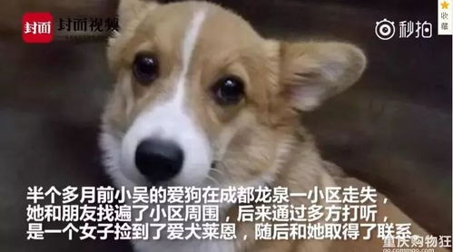 养了半年的狗，一下没摸着——深度反思与情感重建
