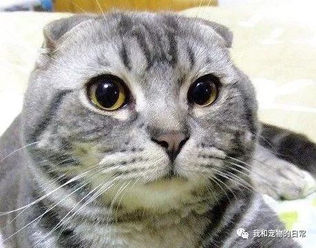 我的女友居然是猫（80集）