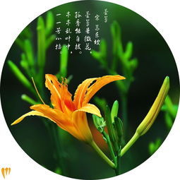 灿灿萱草花，一部绽放的生命赞歌（72集深度解析）
