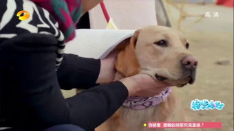 新版她死后，薄爷跪在墓前哭成狗，一场深情与遗憾的交织