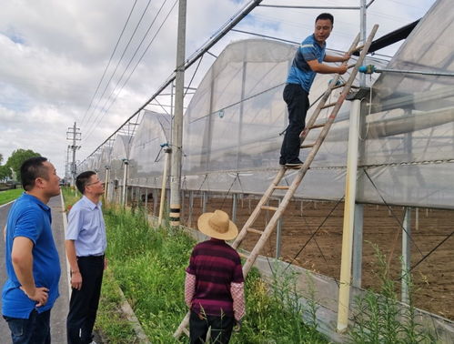 农户放加特林烟花驱赶捡玉米人群，传统与现代的碰撞