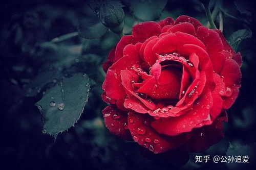 白色玫瑰，绽放的80集故事