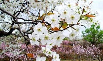 一树梨花压海棠，严雯丽的绚烂人生（82集电视剧赏析）