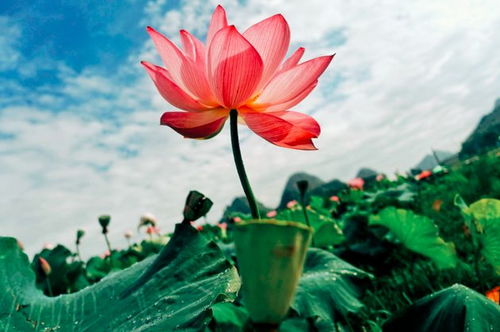 城南花正开，绽放的九十集与生活的诗意交织（92集）