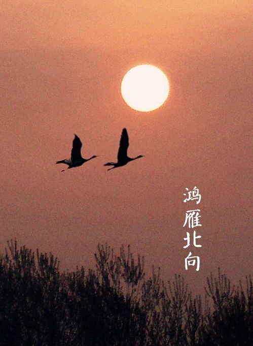 凯旋归来傲睥万物，胜利者的风采与心境