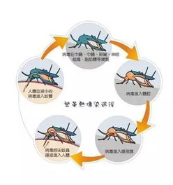关于广东多人因登革热病毒死亡的谣言探究