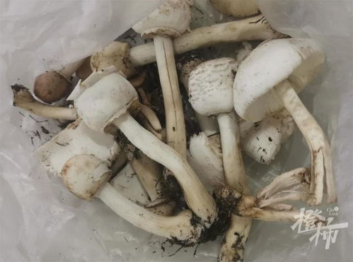 关于女子捡蘑菇被蜇死及摘马蜂窝者担责的思考