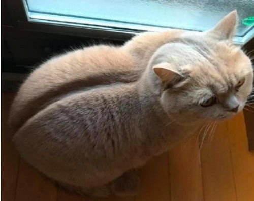 猫咪叼仓鼠出逃记，男主人慌神报信