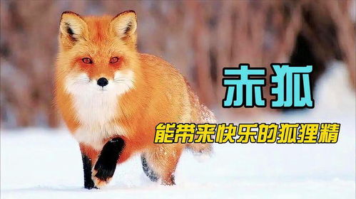 狐狸的诱惑与才艺铭——探寻魅力之源的80集故事