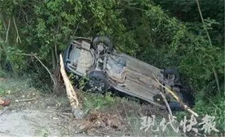 女子驾车途中遭遇天降野猪，一次惊险而意外的旅程