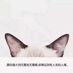 变成猫后我被死对头宠上天（第86集）