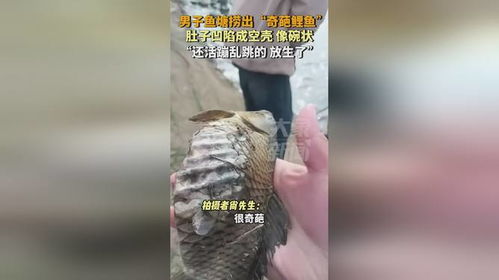 男子意外捞获奇异奇葩鲤鱼，腹部大肚凹陷犹如碗状