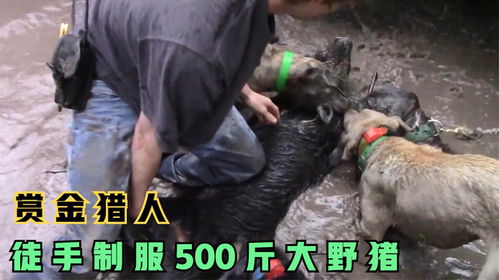 当赏金猎人遇上640斤大野猪