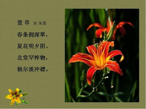 灿灿萱草花，一部绽放的生命赞歌（72集深度解析）