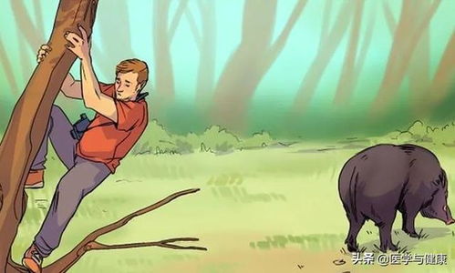 普通人遇到野猪时该如何应对