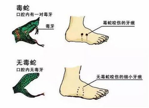 疯狗失控咬死咬伤百余只鸡终被击毙，警示与反思