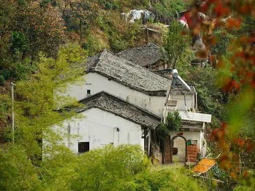千亿隐豪回村，乡村的蜕变与都市精英的归宿（80集剧情大纲）