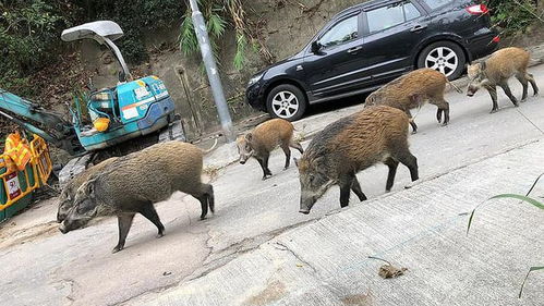 上海发生野猪攻击人事件？不实！