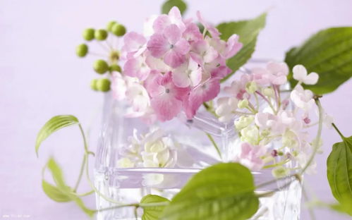 终有繁花盛开之时——探寻生命中的美好与奇迹（共93集）