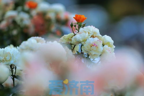 一路生花（60集），绽放的生命之旅