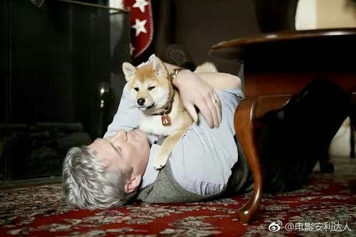 忠犬与野蔷薇（67集），情感、忠诚与自我救赎的交织故事