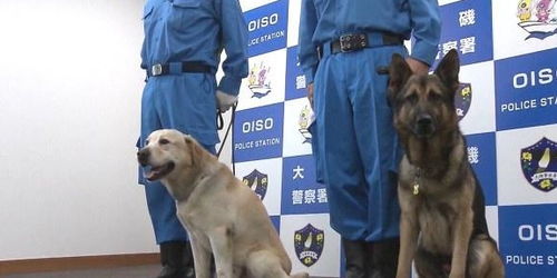 湖南警犬立大功，两岁走失女童在山上被寻回