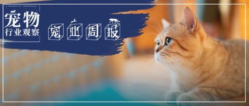 金丝雀驯养手册与总裁的金丝雀，驯养与宠溺的80集故事
