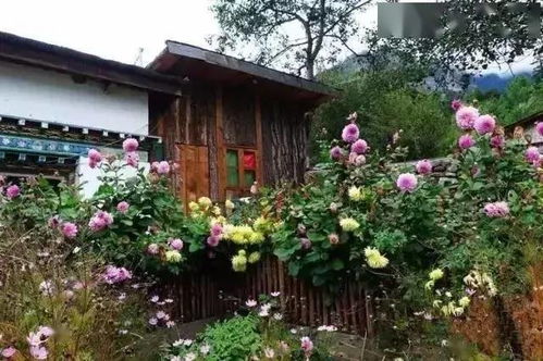 农门小娇妻，乡村生活的甜蜜交响曲（100集深度解析）
