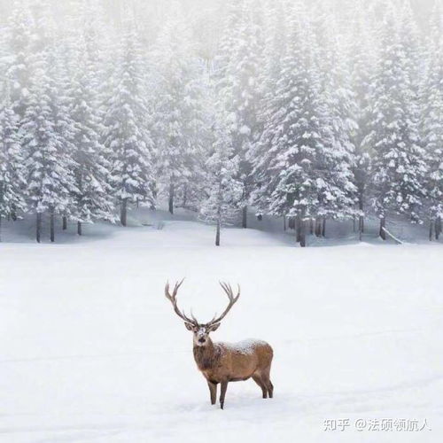 林深时见鹿，探寻自然与人性的交融（96集）