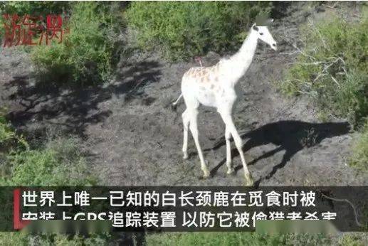 桑榆向晚（65集）与卢c鹿鹿的奇妙缘分