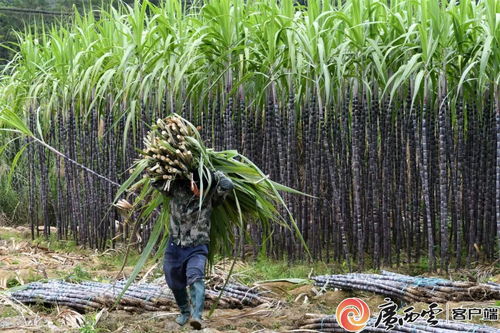 广西路边甘蔗，甜蜜的诱惑与实惠的价格