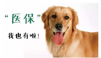 野宠100，探索非凡的宠物世界