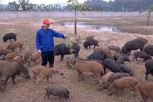 宁夏西吉护农队成功捕杀425斤野猪，保护农作物安全