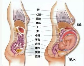 怀九胞胎女子将减去七个胚胎，医学决策背后的挑战与伦理考量