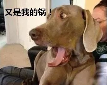 男子打翻盆子犯错担忧被骂，机智召唤狗子背锅