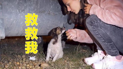 怪我情有独钟，出狱后，薄情前夫成舔狗（第1集-第10集）