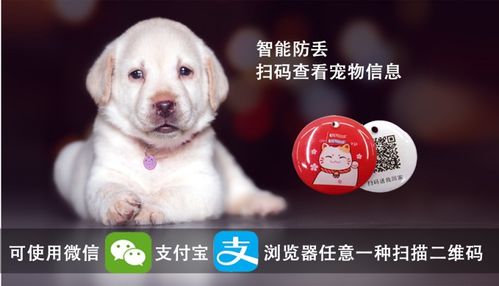 系统叫我做添狗（99集）