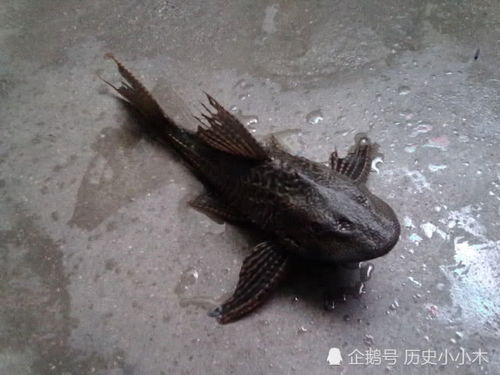 鱼上一秒在河里，下一秒进肚里，探寻渔文化与美食之旅