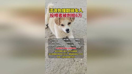 流浪狗撞翻骑车人引发争议，投喂者的责任与赔偿问题