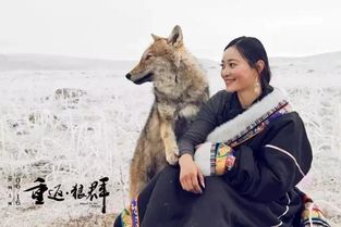 化狼（81集）与孙佳，探寻人与狼的神秘交融