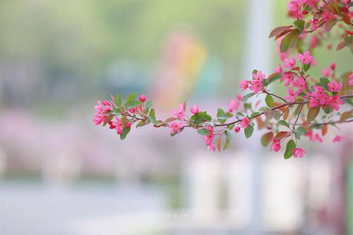 花开正艳，生命的绚烂与希望的力量