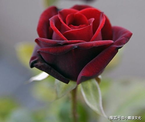 玫瑰陷入火焰里，彭丹丹的传奇人生（一）
