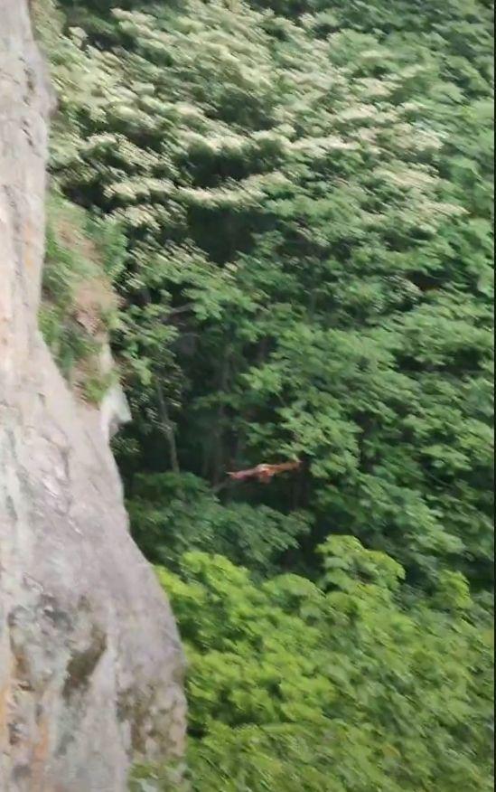 武当山千米峭壁上偶遇灵兽飞鼠——探寻神秘自然之旅