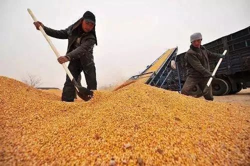 全国秋粮收购突破一亿吨大关，丰收的喜悦与粮食安全的保障